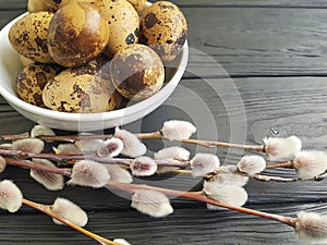 Easter quail eggs, willow on black wooden tradition