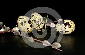 Easter quail eggs and willow branches with golden ribbon on black background