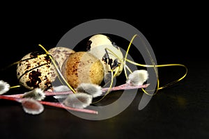 Easter quail eggs and willow branches with golden ribbon on black background