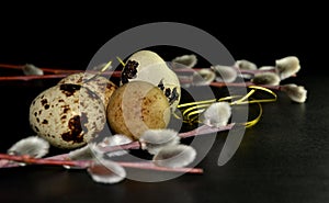 Easter quail eggs and willow branches with golden ribbon on black background