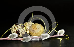 Easter quail eggs and willow branches with golden ribbon on black background. Space for text