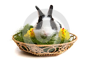 Easter rabbit with chicks and grass in basket
