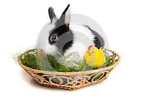 Easter rabbit with chicks and grass in basket