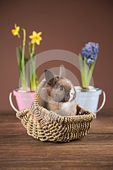 Easter rabbit. Colorful flowers. A wicker basket