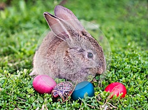 Easter rabbit and Easter eggs