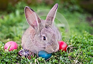 Easter rabbit and Easter eggs