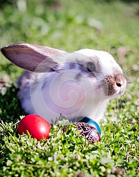 Easter rabbit and Easter eggs