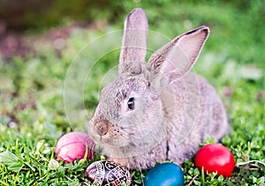 Easter rabbit and Easter eggs