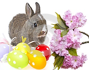 Easter rabbit and easter eggs photo