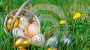Easter rabbit. Golden egg with yellow spring flowers in celebration basket on green grass background. Happy Easter