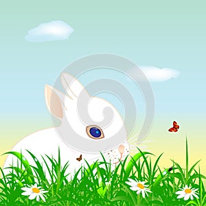Easter rabbit on a meadow