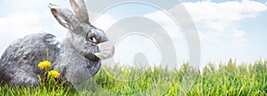 Easter rabbit with medical mask at epidemic time