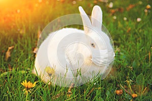 Easter rabbit with medical mask at epidemic time