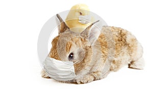 Easter rabbit with medical mask at epidemic time