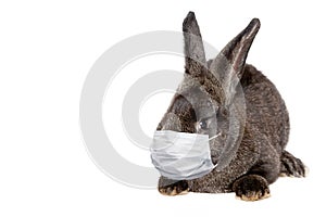 Easter rabbit with medical mask at epidemic time