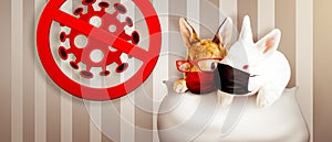 Easter rabbit with medical mask at epidemic time