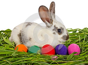 Easter rabbit with painted eggs sitting in grass