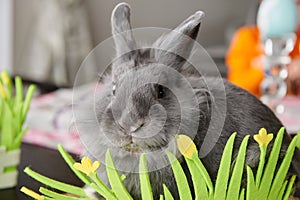 Easter rabbit sitting on the table