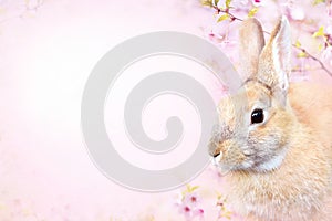 Easter rabbit on spring blossom/springtime cherry bloom flower background