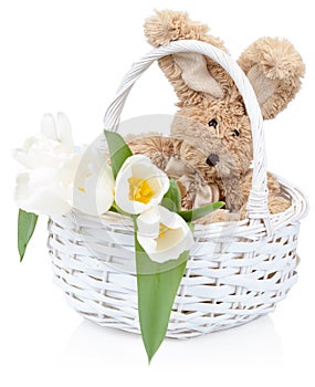 Easter rabbit with white tulips in a basket