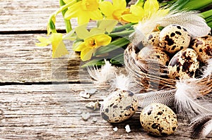 Easter setting with quail eggs and yellow daffodils