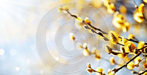 Easter or Spring background with flowering willow branches against blue sky in sunlight