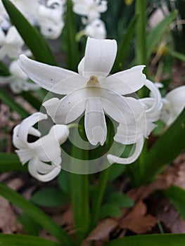 Easter spring bloom growth