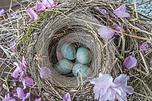 Easter or spring concept: Black bird`s nest with blue eggs