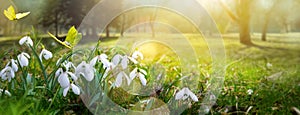 Easter spring flower background; fresh flower and butterfly photo