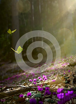 Easter spring flower background; fresh flower and yellow butterfly on spring forest background