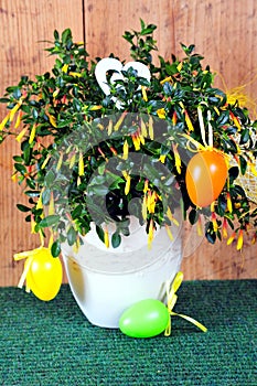 Easter Spring Plant