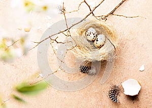 Easter spring time concept with a small nest on a tree branch