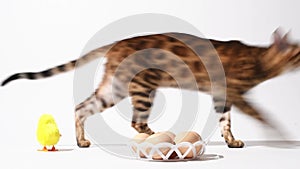 Easter still life, bengal kitten plays with eggs and toy chick on white background, studio shoot video