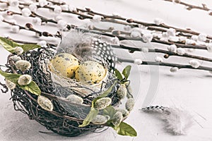 Easter still life, postcard - Rustic still life with quail eggs in nest on rough concrete surface