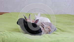 Easter symbol, cute colourful animals have fun, rabbits crawling on green floor, funny bunnies