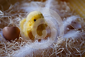 Easter theme, Easter decorations