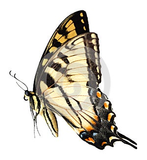 Pascua de resurrección cola de golondrina mariposa 
