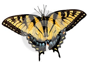 Easter Tiger Swallowtail Butterfly