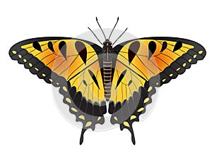 Easter Tiger Swallowtail Butterfly