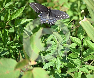 Easter tiger swallowtail butterfly