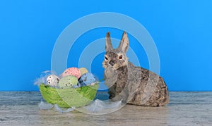 easter toy bunny , eggs