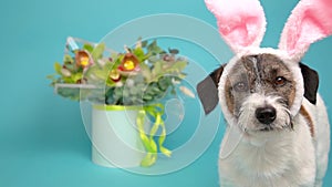 Easter is a Traditional catholic holiday. Close-up  portrait Jack Russell terrier dog in bunny ears on blue background.