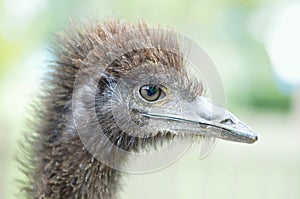 Ostrich with a reflection in the eye.