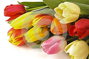 Pasqua tulipano ciuffo 