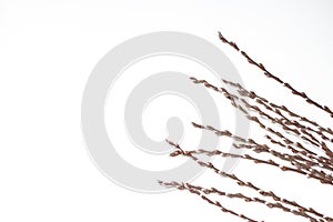 Easter willow on a white background isolated. space for text