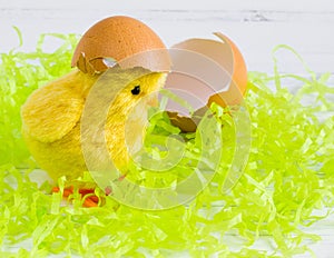 Easter - Yellow chick with egg shell on white wood background