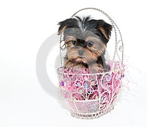 Easter Yorkie Puppy