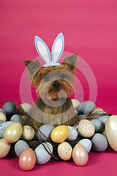 Easter Yorkshire terrier dog