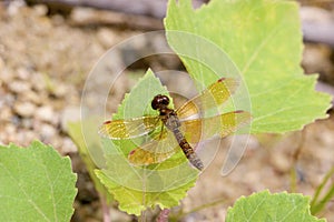 Eastern Amberwing Dragonfly  708820