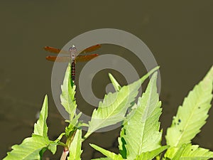 Eastern Amberwing Dragonfly photo